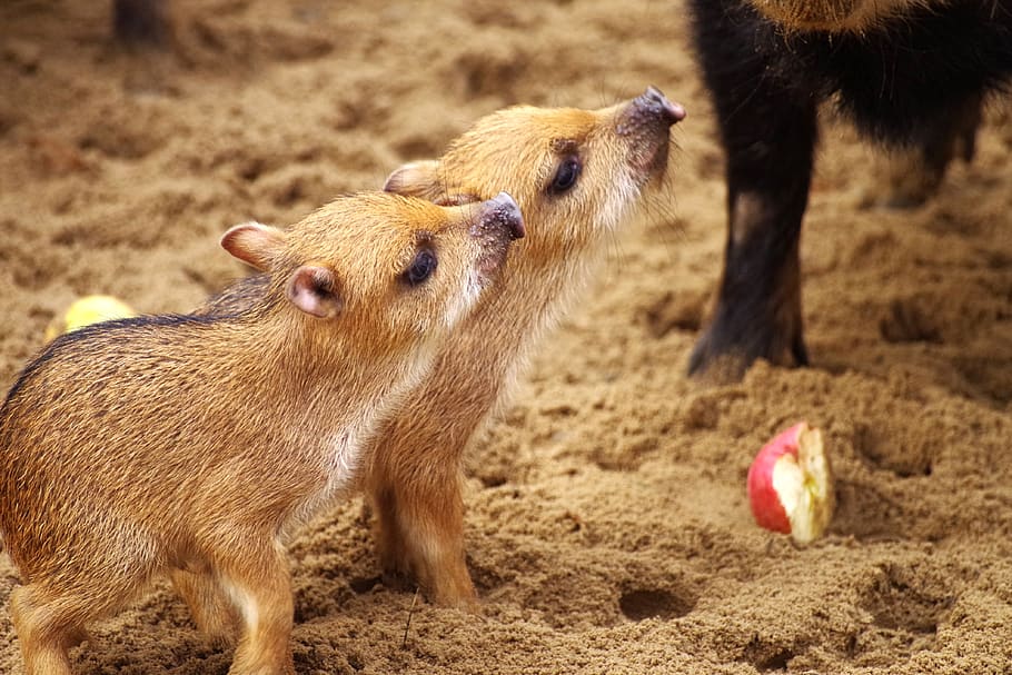 little pig, wild boars, piglet, animal children, food, wild pigs, HD wallpaper