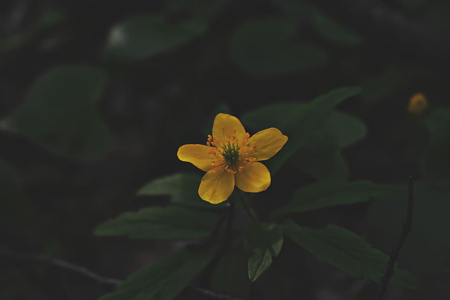 Close Photo of Yellow Petaled Flower, background, bloom, blooming HD wallpaper