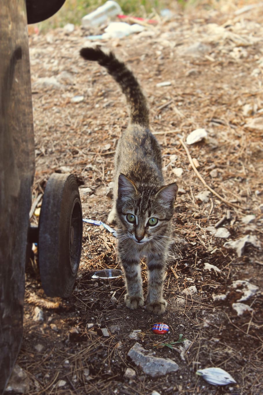 garbage, littering, environmental pollution, cat, pet, pets HD wallpaper