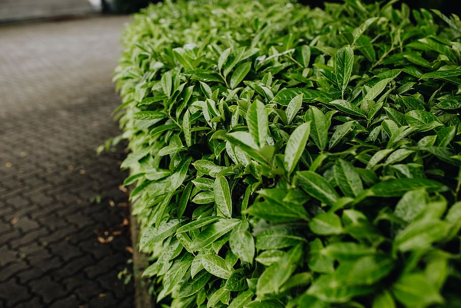 Municipal greenery, flora, leaf, leaves, spring, Italy, may, hedge HD wallpaper