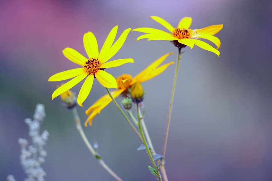background, beautiful, beauty, bloom, blooming, blossom, botanical HD wallpaper