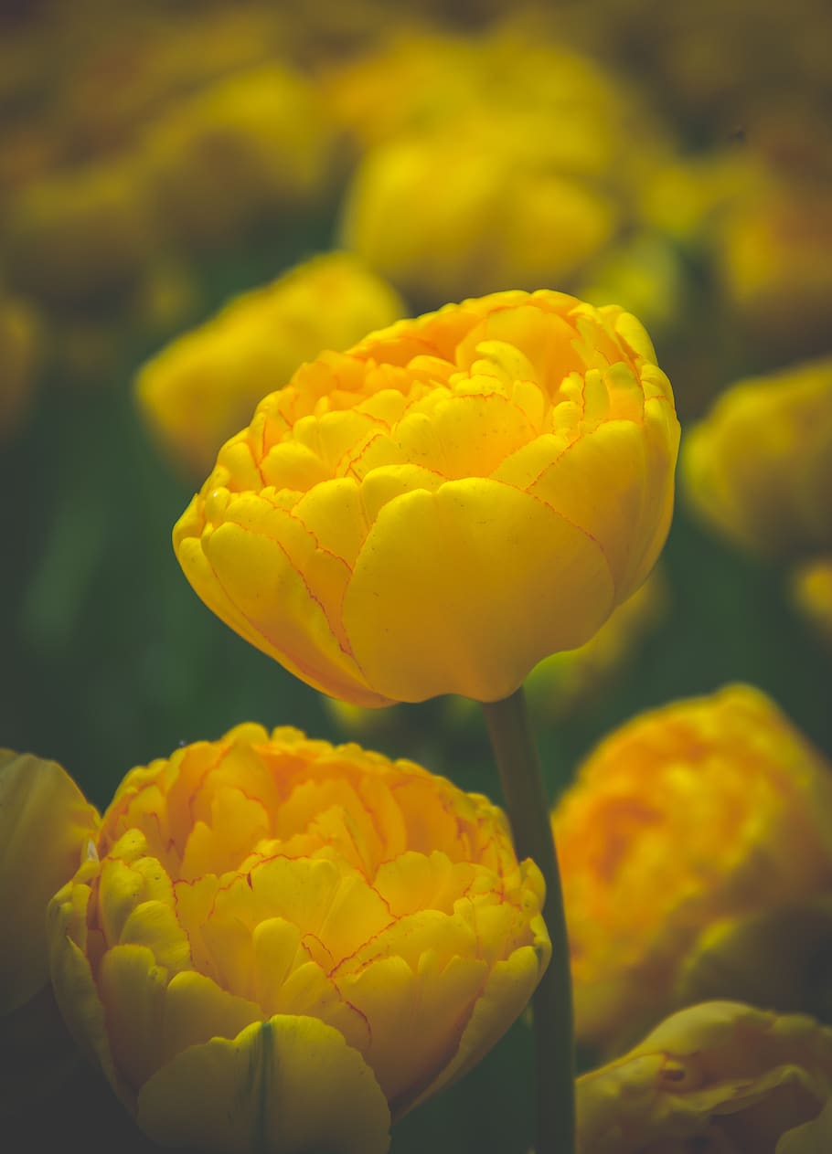 yellow-petaled, plant, flower, tulip, blossom, spring, summer HD wallpaper