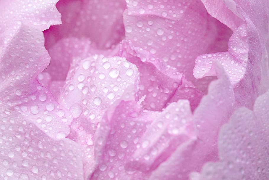 pink, peony, spring, macro, blossom, bloom, droplets, petal HD wallpaper