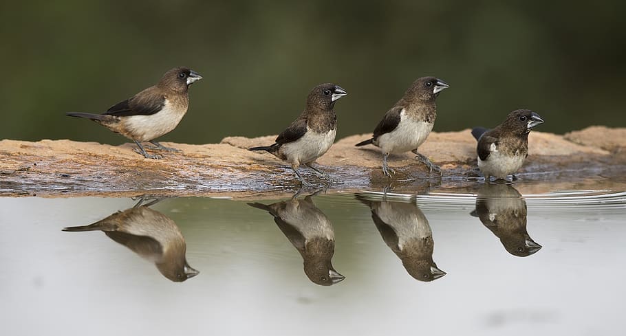 birds, animals, water, reflection, nature, wildlife, small HD wallpaper