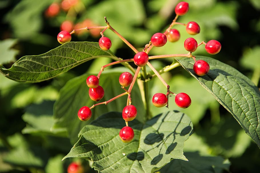 viburnum, fruit, berry, red, bush, bright, tasty, garden, leaves, HD wallpaper