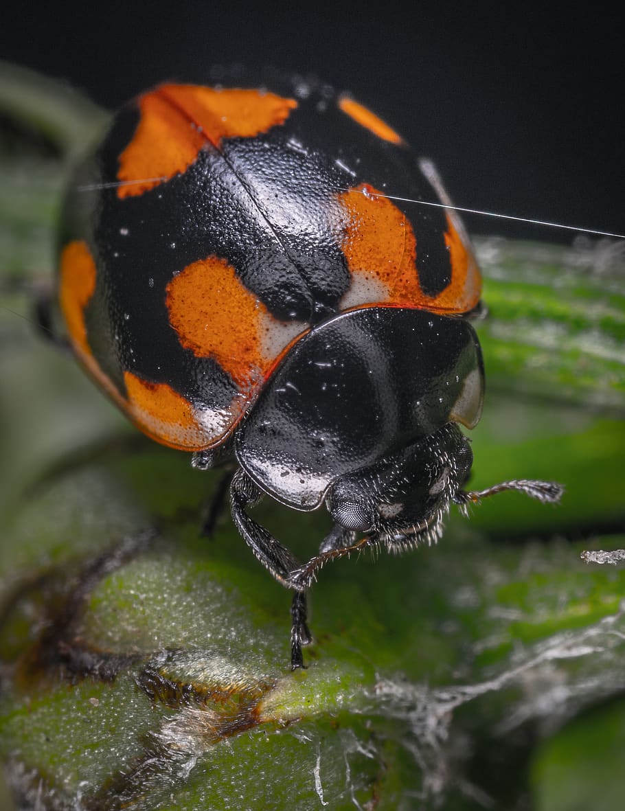 Black and Orange Beetle, animal, arthropod, bug, environment HD wallpaper