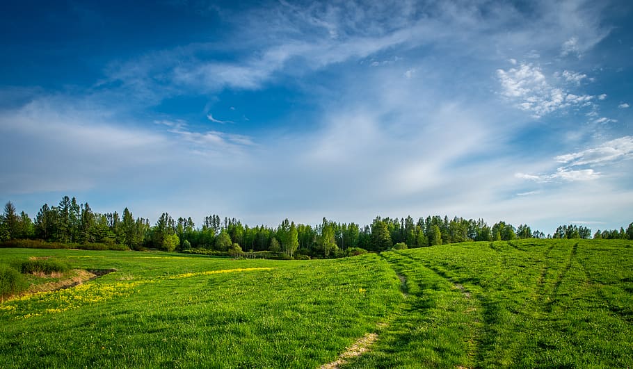 landscape, field, grass, flowers, clouds, sky, trees, plant HD wallpaper