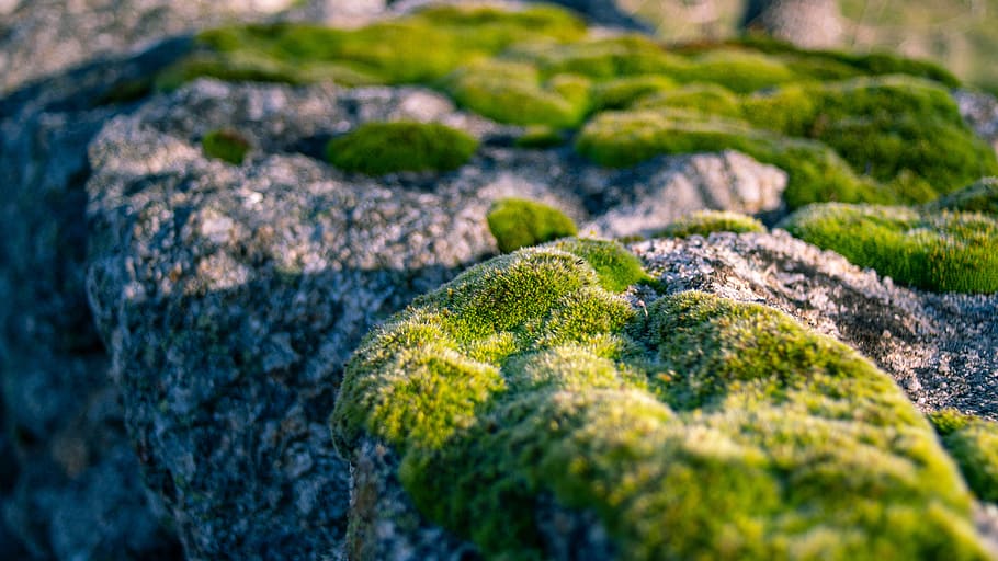 moss, stone, nature, texture, green color, selective focus HD wallpaper