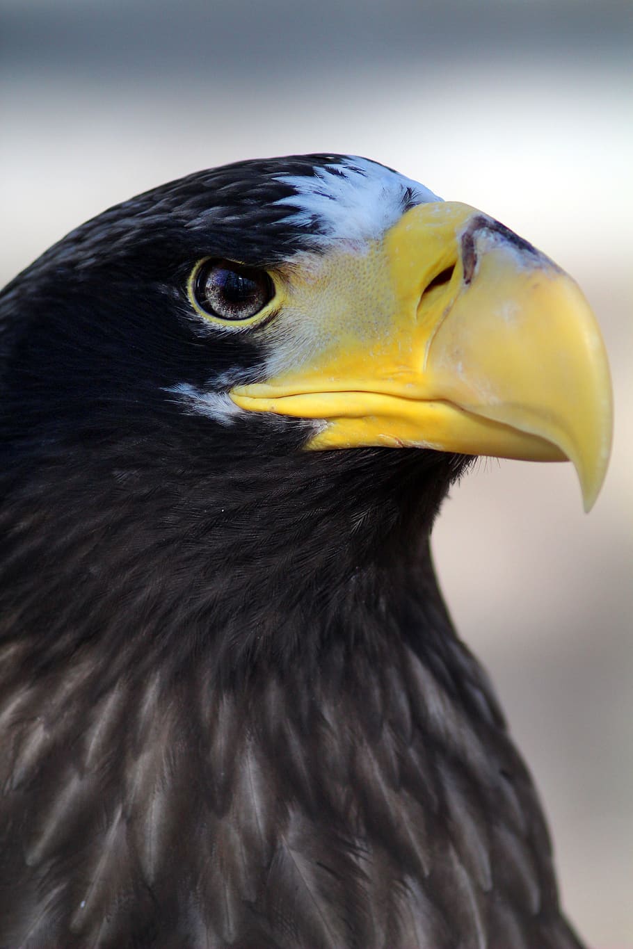 bird, eagle, beak, yellow, animal, animal themes, one animal HD wallpaper