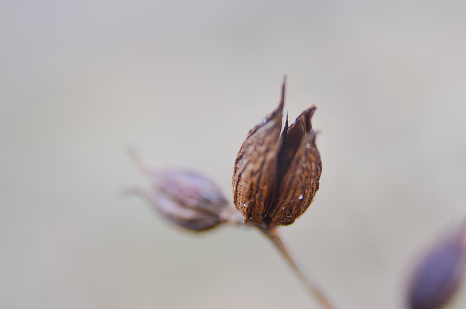 seed pod, flower, plant, fall, winter, dried, brown, redstreake HD wallpaper