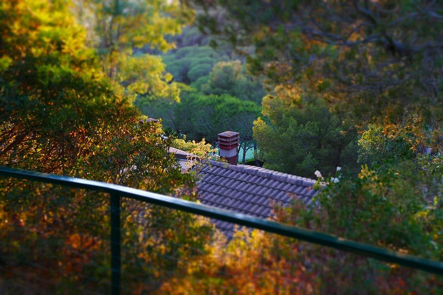 italy, ottone, woods, autumn, tree, plant, change, nature, day HD wallpaper
