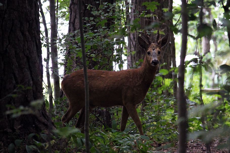 deer under tree during daytime, animal, wildlife, mammal, raasepori, HD wallpaper