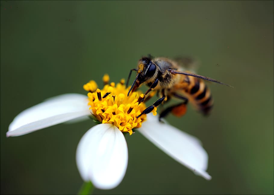 Macro Photography Of Bee , bloom, blossom, flora, flower, insect HD wallpaper