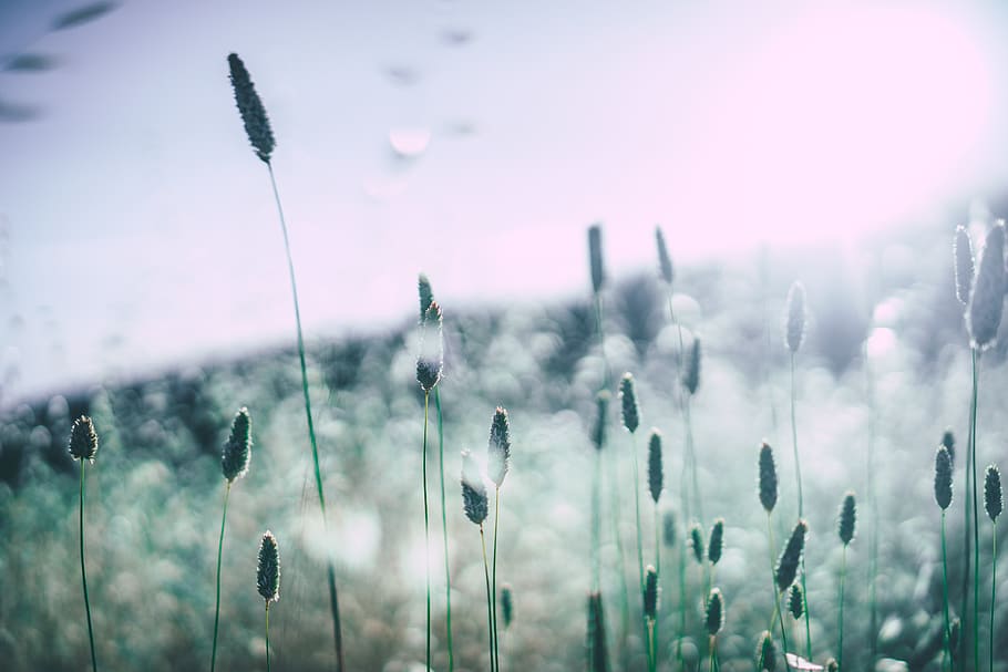 cat tail plant field, nature, growth, beauty in nature, no people HD wallpaper