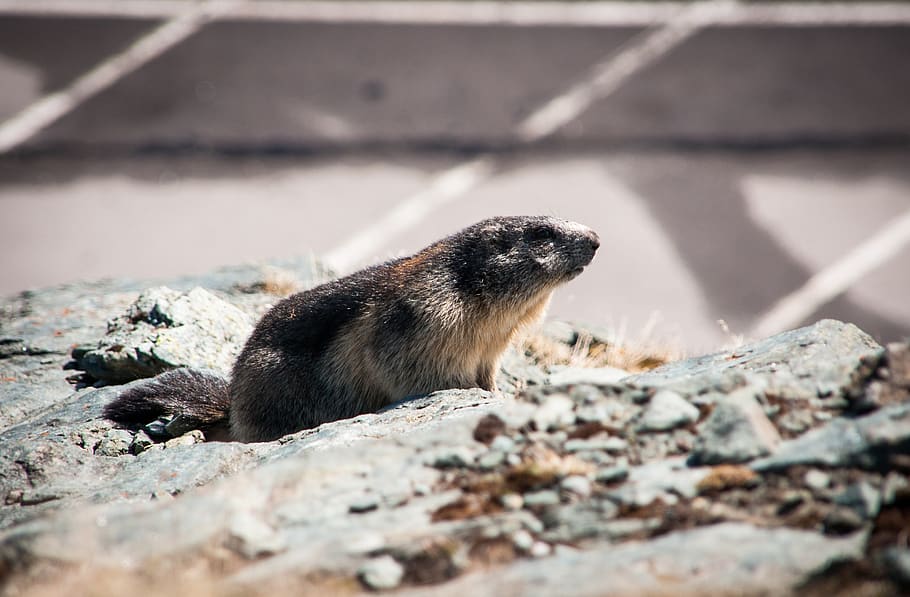 marmot, animal, rodent, nature, mammal, alpine, alpine marmot, HD wallpaper