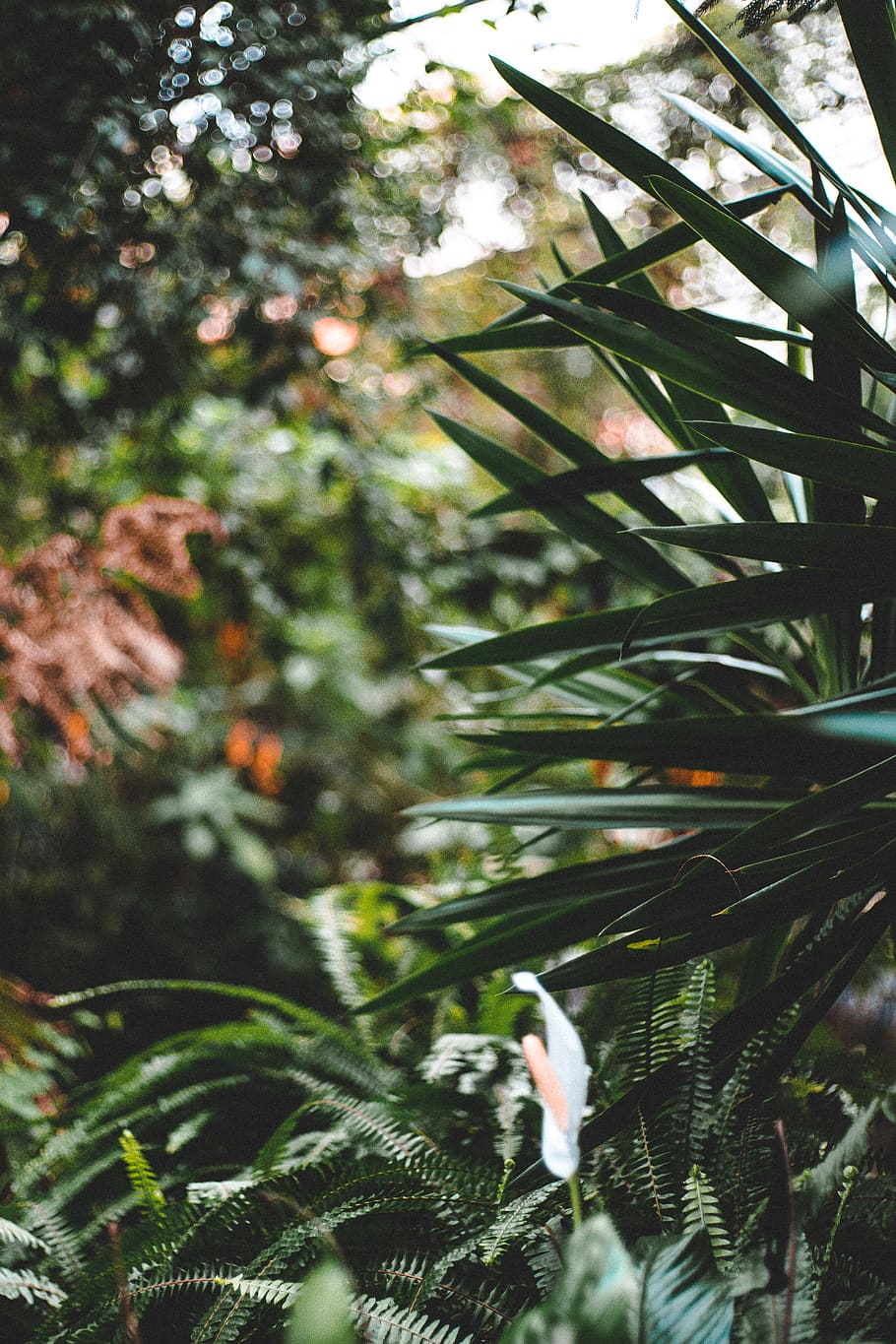 plant, vegetation, tree, nature, rainforest, outdoors, land HD wallpaper