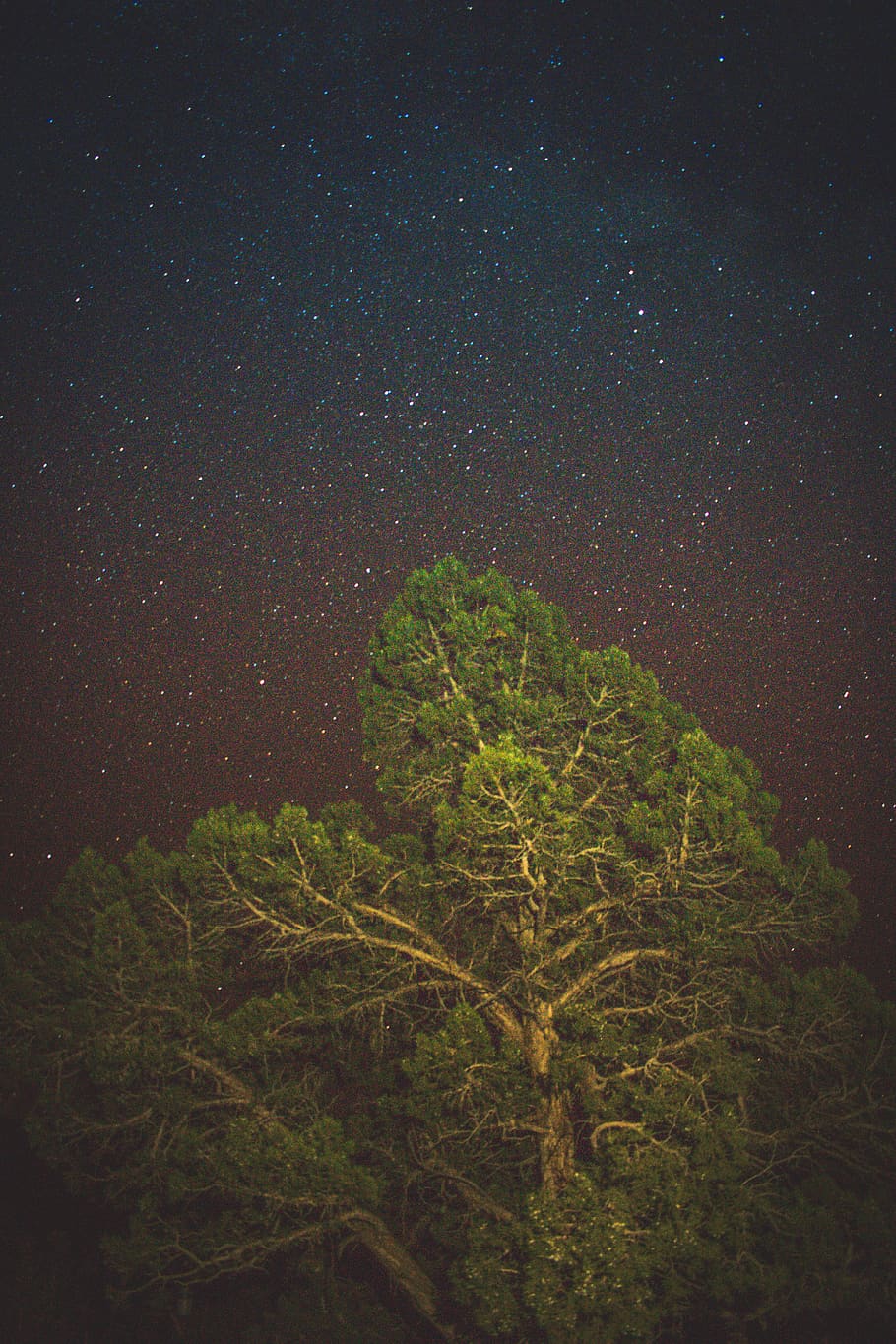 green leaf tree, night, outer space, outdoors, universe, astronomy HD wallpaper