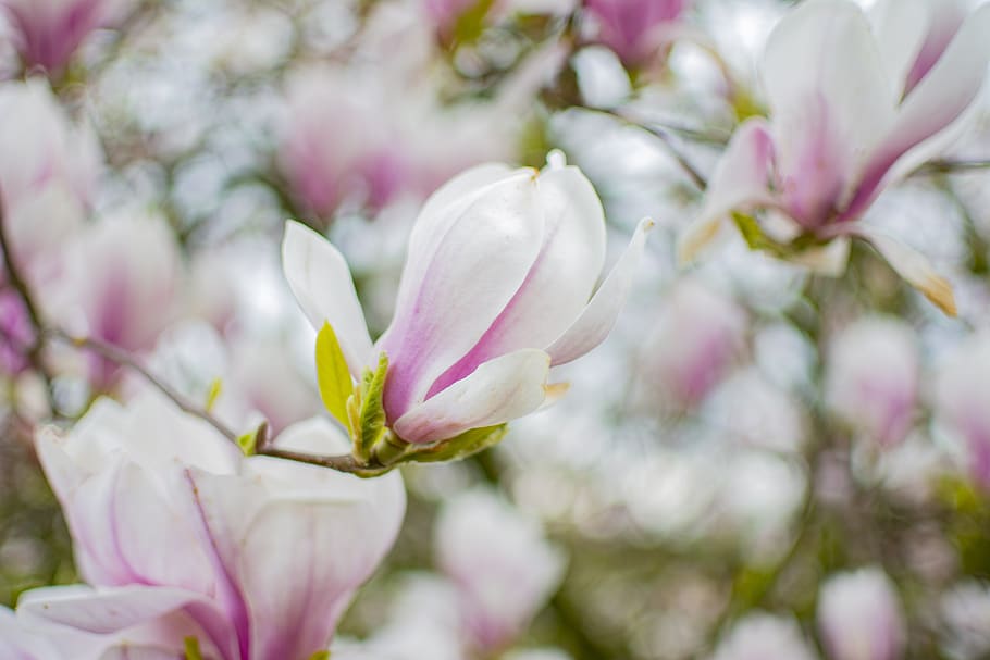 magnolia, tree, spring, bloom, pink, nature, plant, flowers HD wallpaper