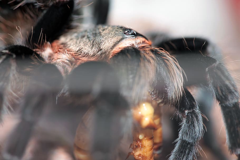 spider, insect, closeup, macro, eating, animal, animal themes HD wallpaper
