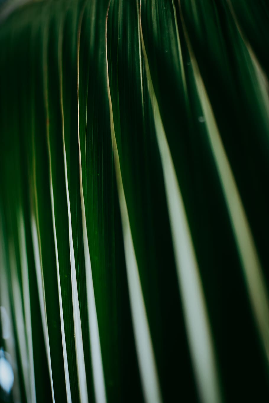 green surface, plant, palm tree, arecaceae, leaf, light, blossom HD wallpaper