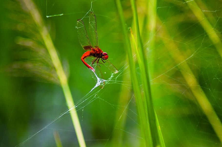 dragonfly, insect, forest, spider, nature, animal wildlife HD wallpaper