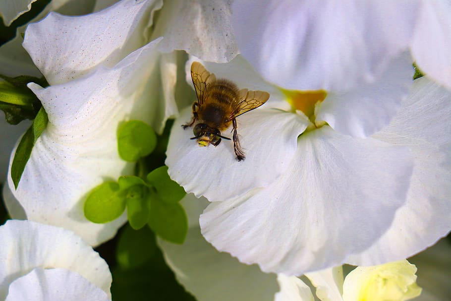 bee, flower, insect, pollen, babu, pollination, garden, nature HD wallpaper