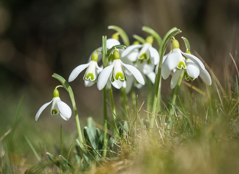 snowdrop, flower, plant, spring, early bloomer, signs of spring HD wallpaper