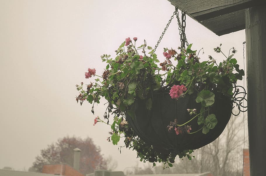 australia, adelaide, rain, raining, gloomy, flower, calm, nature HD wallpaper