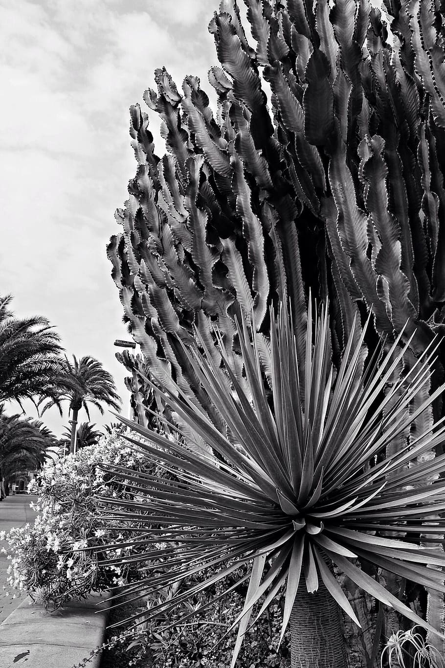 plants, cactus, tree, nature, leaves, growth, beauty in nature HD wallpaper