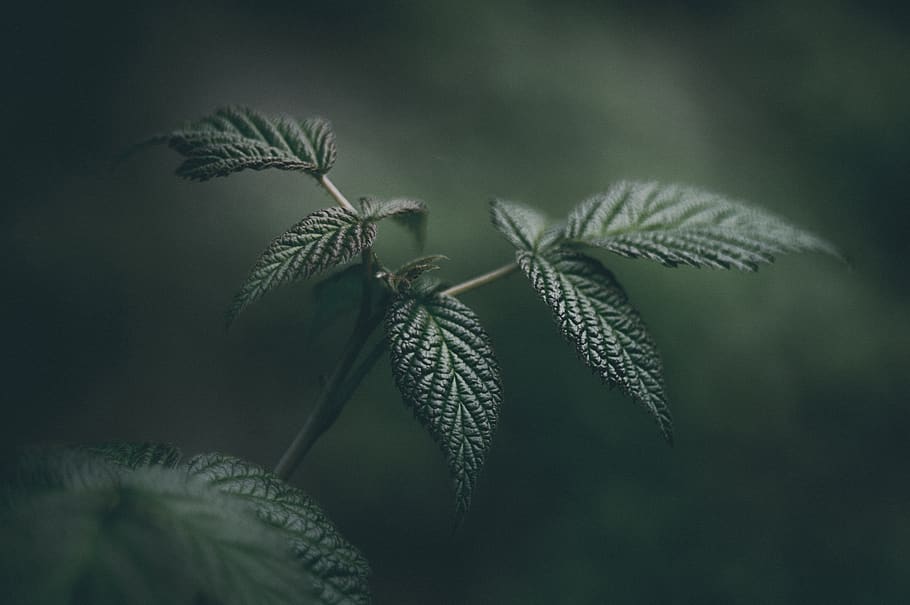 Green Leaves, close-up, macro, plant, no people, growth, leaf HD wallpaper