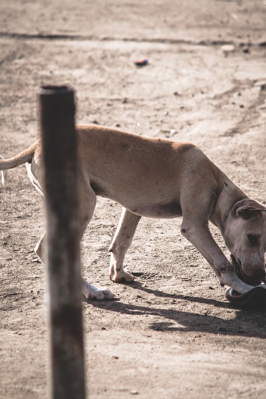 HD wallpaper mammal, animal, ground, canine, pet, dog, wildlife, soil