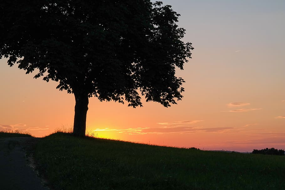 sunset, dusk, abendstimmung, tree, sky, afterglow, plant, beauty in nature HD wallpaper