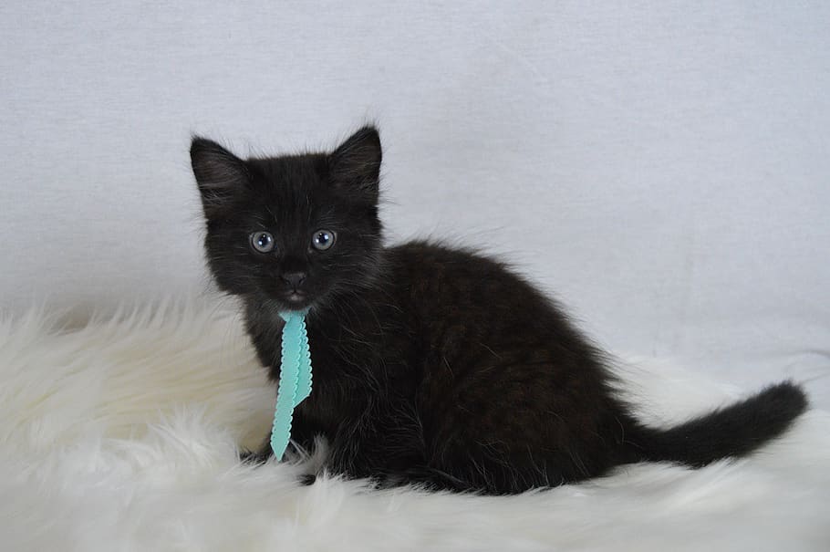 black, cat, blue, tie, domestic, animal themes, domestic animals HD wallpaper