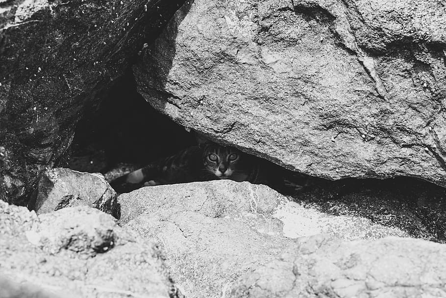 cat, bandw, hiding, rock, rock - object, solid, day, nature HD wallpaper