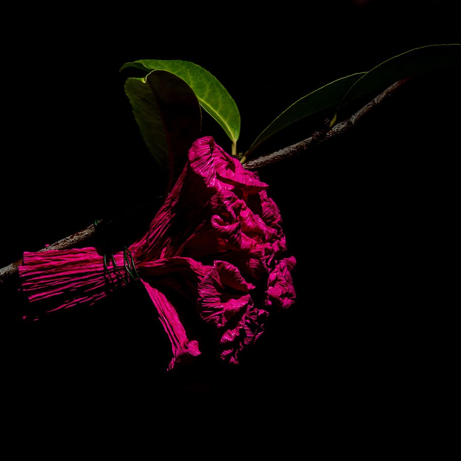 pink flower bouquet, black background, studio shot, close-up HD wallpaper