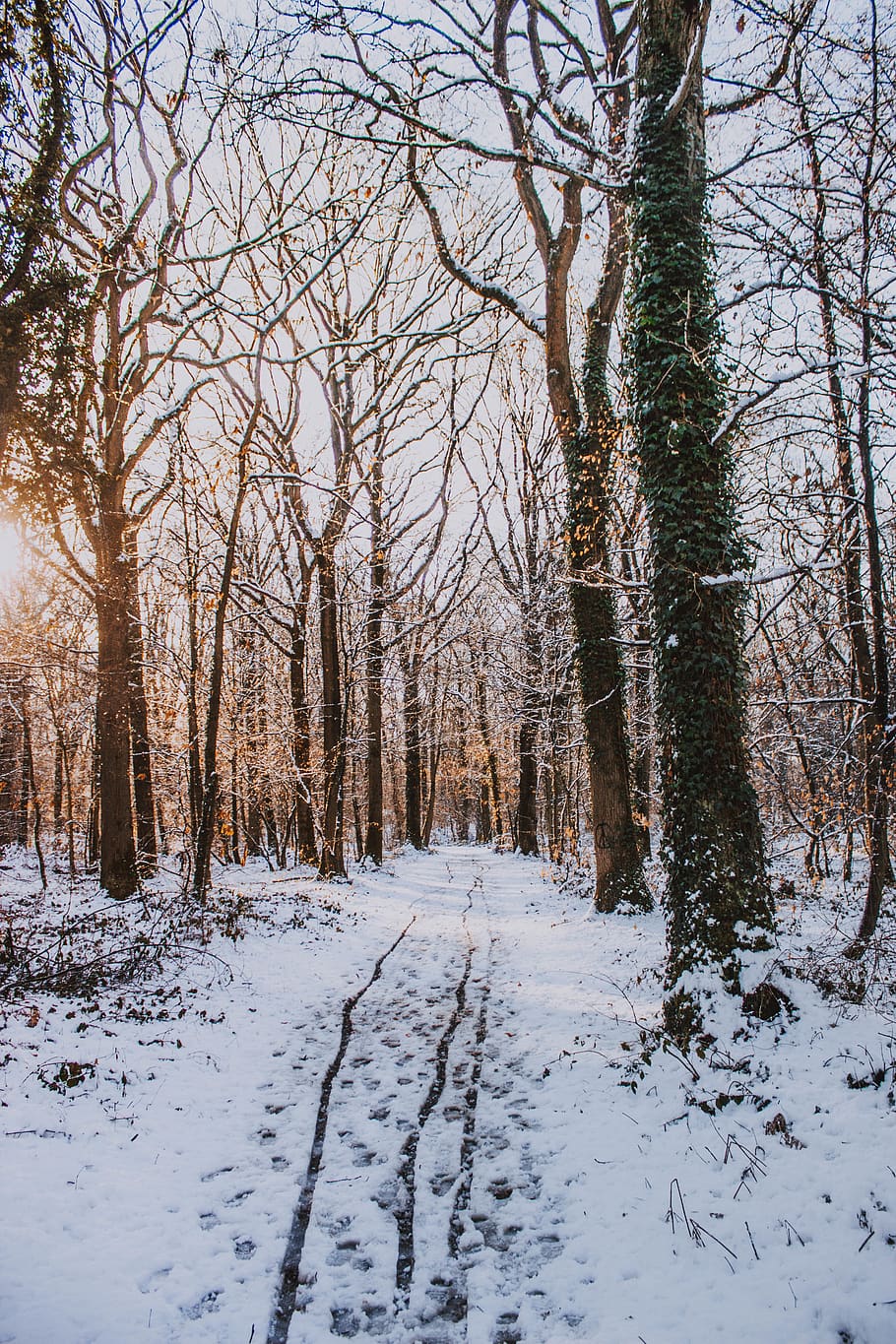 bare trees filled with snow, cold temperature, winter, plant HD wallpaper