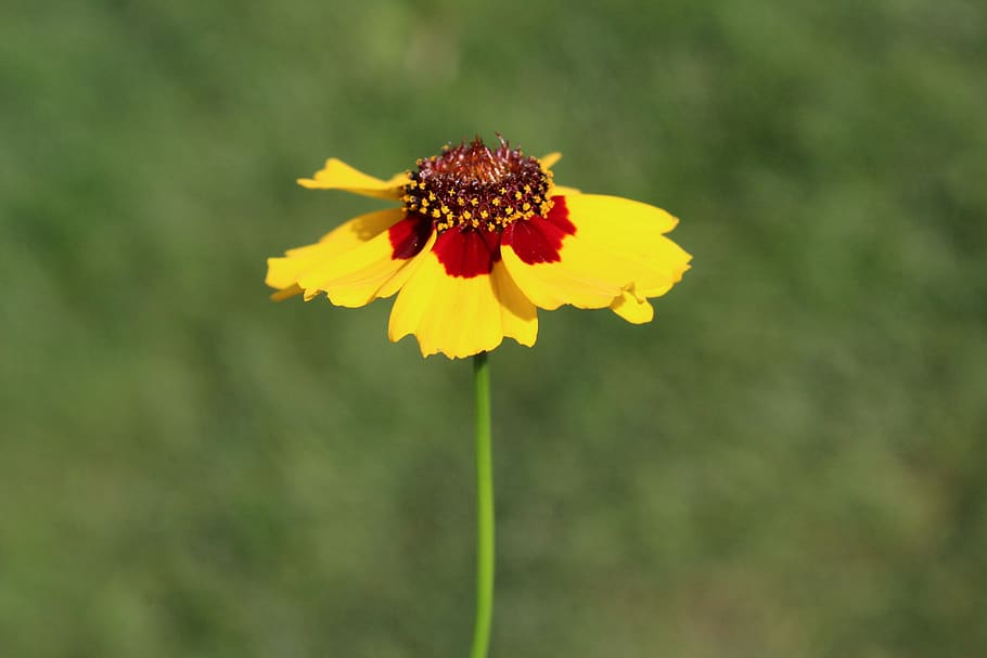 coreopsis, yellow, red, flower, floral, botanical, macro, nature HD wallpaper