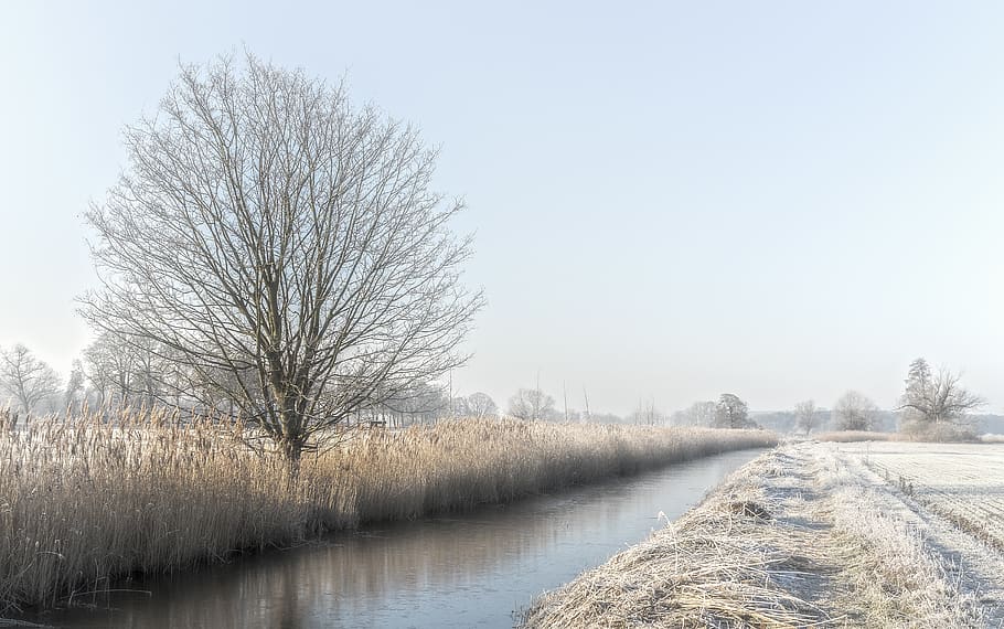 winter, cold, ripe, landscape, trees, snowy, wintry, cold temperature HD wallpaper