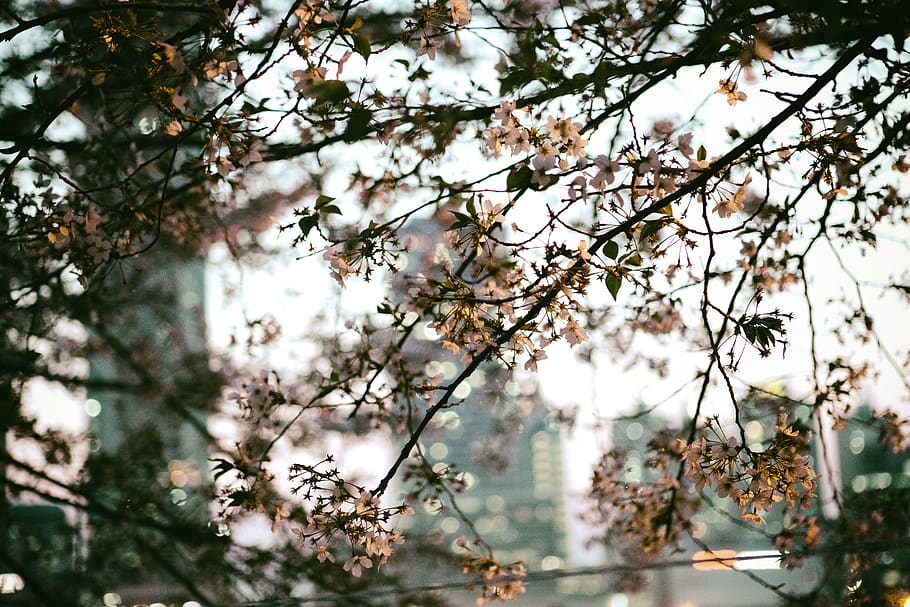 cherry blossoms, plant, tree, growth, branch, flower, flowering plant HD wallpaper