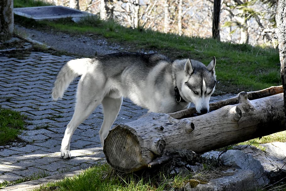 dog, mammal, animal themes, one animal, pets, vertebrate, domestic animals HD wallpaper