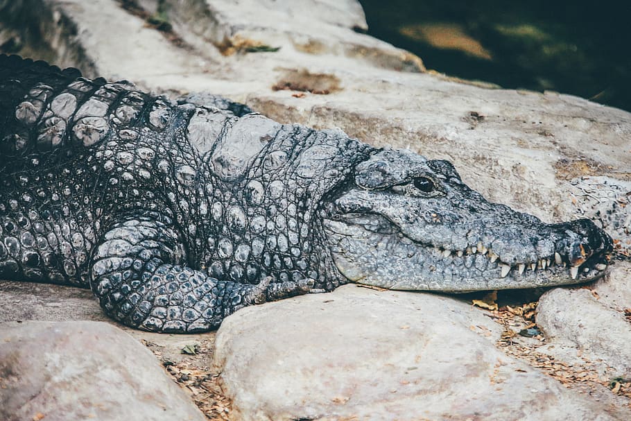 gray crocodile, reptile, animal themes, one animal, animal wildlife HD wallpaper