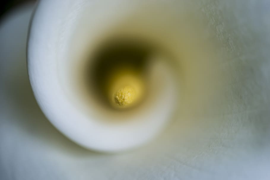 australia, melbourne, macro, flower, white, swirl, lilly, close-up HD wallpaper