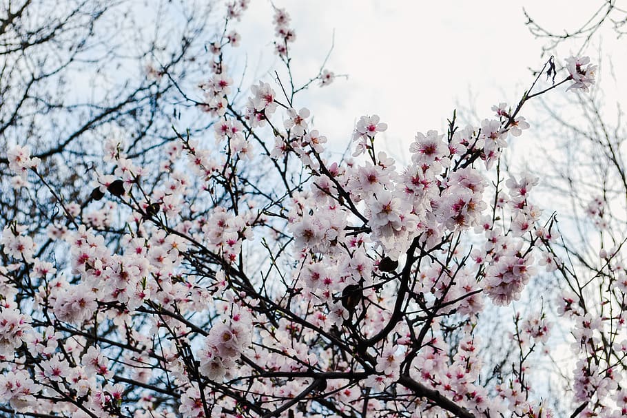 tree, trees, flowers, budapest, hungary, travel, rose, nature HD wallpaper