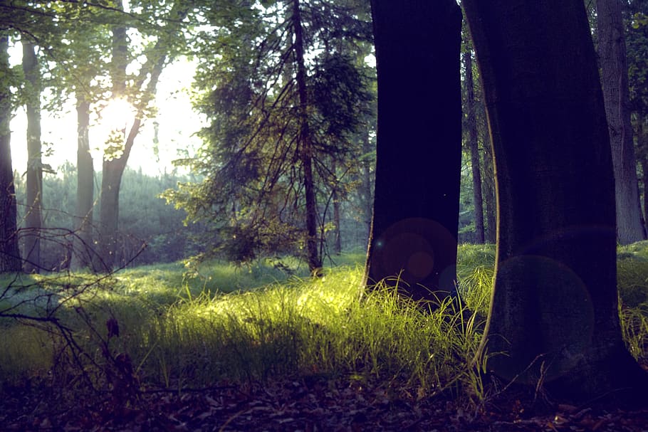 tree, forests, light, nature, plant, land, trunk, tree trunk HD wallpaper