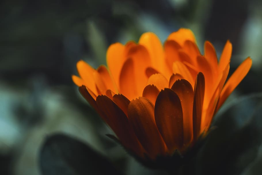Close-Up Photography of Orange Flower, beautiful, bloom, blooming HD wallpaper
