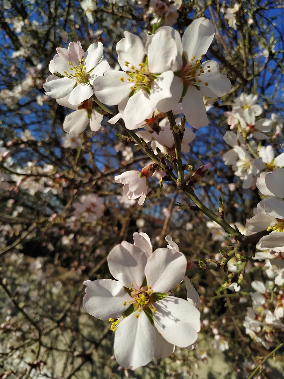 spring, nature, flower, tree, plant, garden, flowering plant HD wallpaper