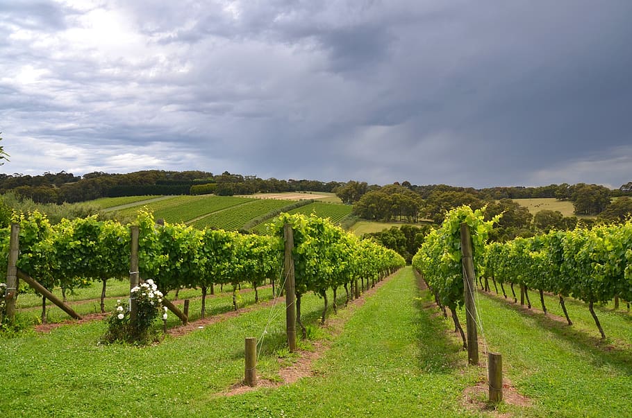 vines, vineyard, plant, sky, landscape, field, cloud - sky HD wallpaper