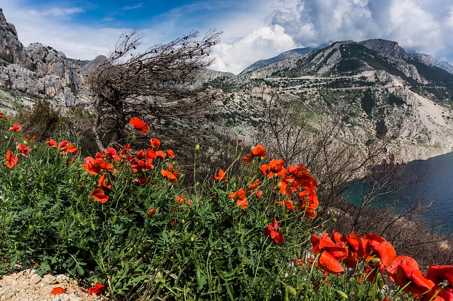 Red Poppies Beside a Body of Water Under Blue and White Cloudy Sky HD wallpaper
