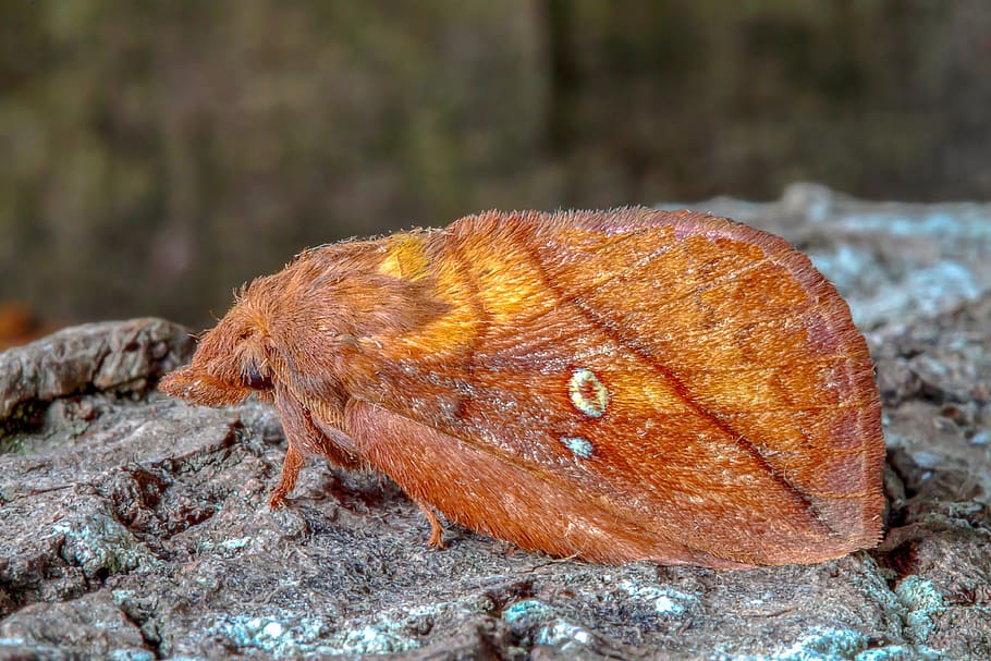 moth, the-drinker, insect, wings, nature, summer, colorful HD wallpaper