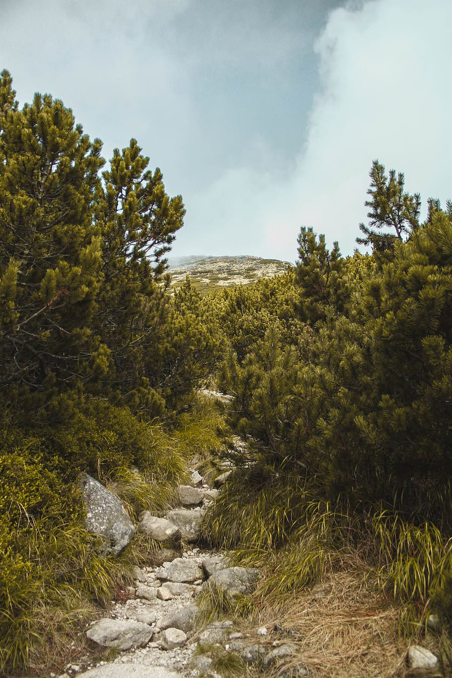 plant, tree, sky, growth, tranquility, beauty in nature, tranquil scene HD wallpaper